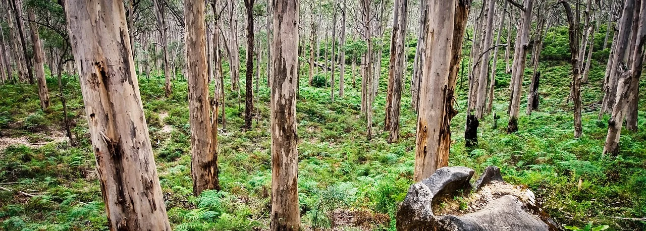 Margaret River wine region scenery in Western Australia